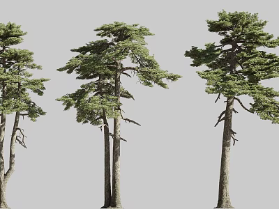 Pine Coast Pine Turkey Pine Forest Vegetation 3d model