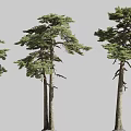Pine Coast Pine Turkey Pine Forest Vegetation 3d model