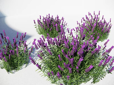 Fresh Purple Lavender Bouquet with Green Leaves in Decorative Vase 3d model