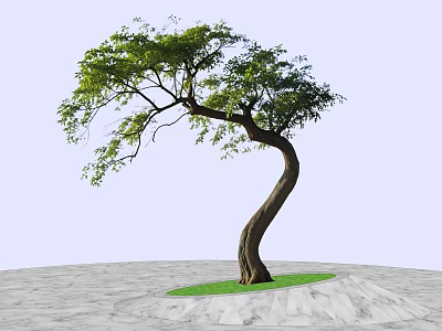 Curved Trunk Tree with Green Foliage on Circular Grass Patch and Gray Stone Pavement 3d model
