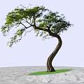 Curved Trunk Tree with Green Foliage on Circular Grass Patch and Gray Stone Pavement