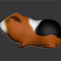 Guinea Pig With Orange White Black Fur And Black Eyes Standing On Shiny Reflective Surface