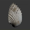Natural Seashell With Detailed Surface Texture And Curved Shape On Gray Background