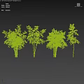 Various Bamboo Plants As Garden Features With Leafy Foliage In Landscape Design