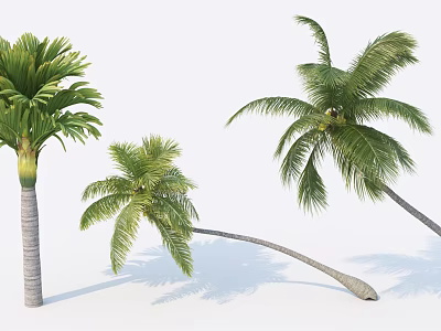 Three Tropical Palm Trees With Lush Green Fronds And Curved Trunks 3d model