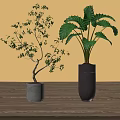 Indoor Decorative Potted Plants With Slender Branches And Broad Green Leaves On Wooden Floor