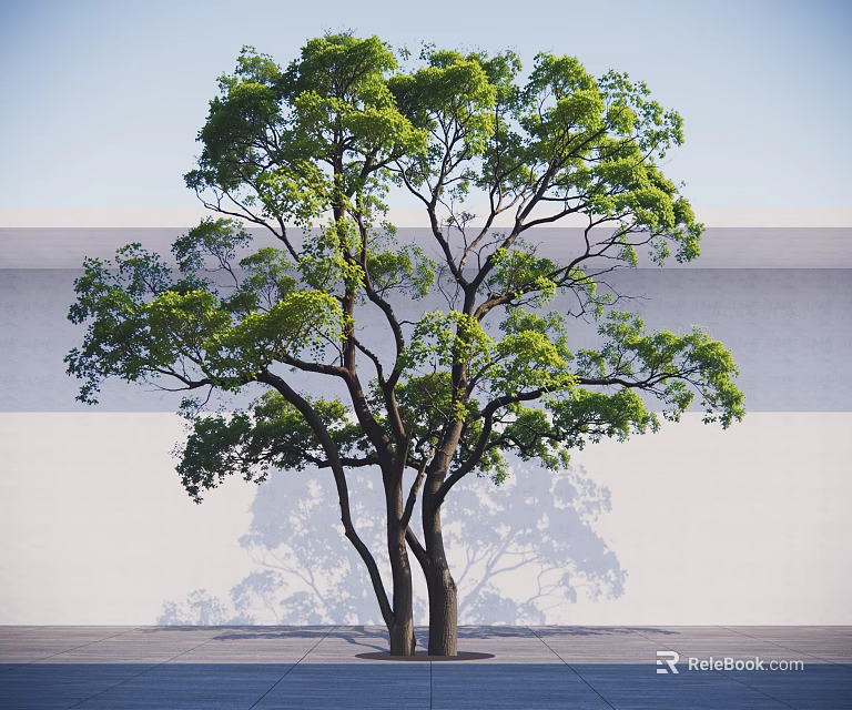 Lush Green Tree With Dense Foliage And White Wall Background Shade 3d model 