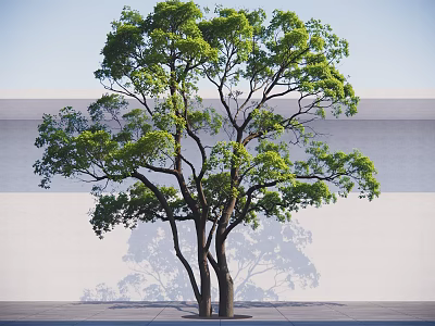 Lush Green Tree With Dense Foliage And White Wall Background Shade 3d model