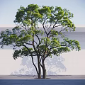 Lush Green Tree With Dense Foliage And White Wall Background Shade
