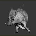 Gray Wild Boar With Mane Running On Black Background 3D Model With Reflection 3d model