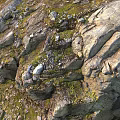 Natural Stone And Wood Features In Rocky Terrain With Green Moss Details