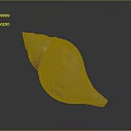 conch bone snail field snail shellfish marine animal fish freshwater fish marine fish animal 3d model