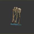 Animal Skeleton Organ Model Display with Detailed Bone Structure on Blue Base Stand 3d model