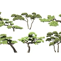 Different Types Of Arbor Trees With Unique Canopy Shapes And Lush Foliage