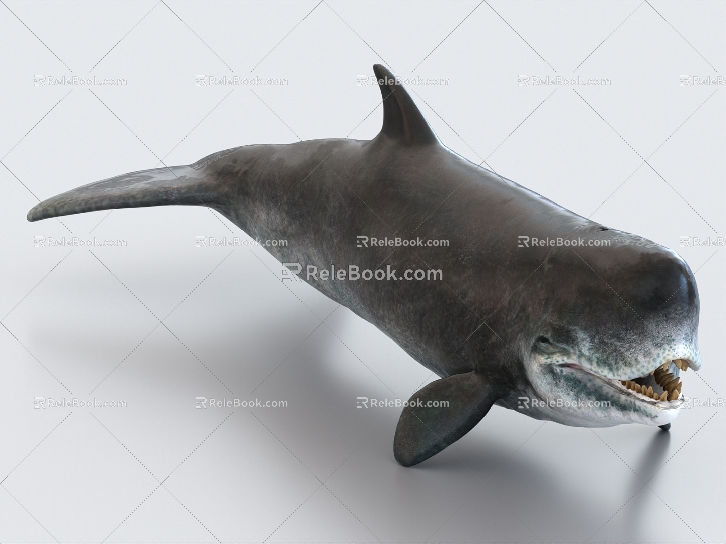 toothed whale Leviathan whale whale prehistoric animals ancient creatures 3d model