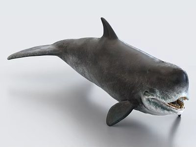 Prehistoric Marine Reptile Model With Open Mouth Sharp Teeth And Dorsal Fin 3d model