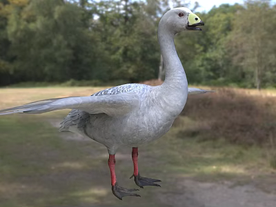 Grayish White Goose With Spread Wings In Outdoor 3d model