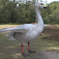 Grayish White Goose With Spread Wings In Outdoor 3d model