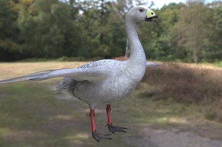 Australian gray goose wax beak goose balun island goose duck bird animal 3d model