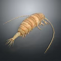 Detailed Isopod Creature With Segmented Body Long Antennae And Tail Appendages
