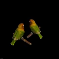Two Colorful Lovebirds Perched On Wooden Branches With Green And Orange Feathers