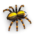 Vibrant Yellow And Black Striped Spider With Orange Banded Legs On White Background