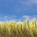 Golden Wheat Field Under Blue Sky With Fluffy White Clouds Scenic View