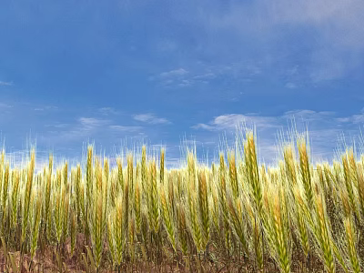 Golden Wheat Field Under Blue Sky With Fluffy White Clouds Scenic View 3d model