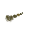 Various Green Shrubs with Yellow Flowers in Different Sizes and Natural Shapes