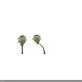 Two Palm Arbor Trees With Upright And Curved Trunk Shapes