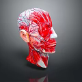 3D Human Head and Neck Muscle Anatomical Model With Red White Texture on Dark Background