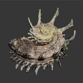 Unique Spiky Seashell With Colorful Spiral Texture And Detailed Decorative Edges