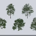 Six Green Leafy Trees with Different Shapes and Shadows on White Background 3d model