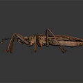 Close Up View Of Brown Insect With Long Legs And Detailed Exoskeleton On Dark Background