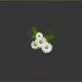 White Daisy Flowers In Simple Vase With Green Stems And Gray Background