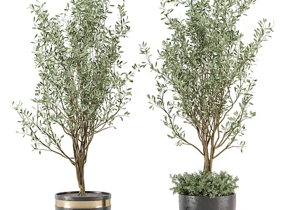 Lush Green Potted Plants in Decorative Gold Trim and Gray Base Pots for Indoor Decor 3d model