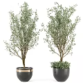 Lush Green Potted Plants in Decorative Gold Trim and Gray Base Pots for Indoor Decor