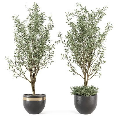 Lush Green Potted Plants in Decorative Gold Trim and Gray Base Pots for Indoor Decor 3d model