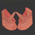 Anatomical Organ Model With Hair Like Textured Surface And Orange Color