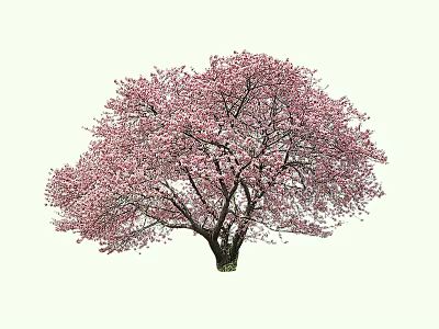 Blooming Tree with Pink Flowers and Wide Spreading Branches in Full Bloom 3d model