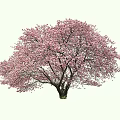 Blooming Tree with Pink Flowers and Wide Spreading Branches in Full Bloom
