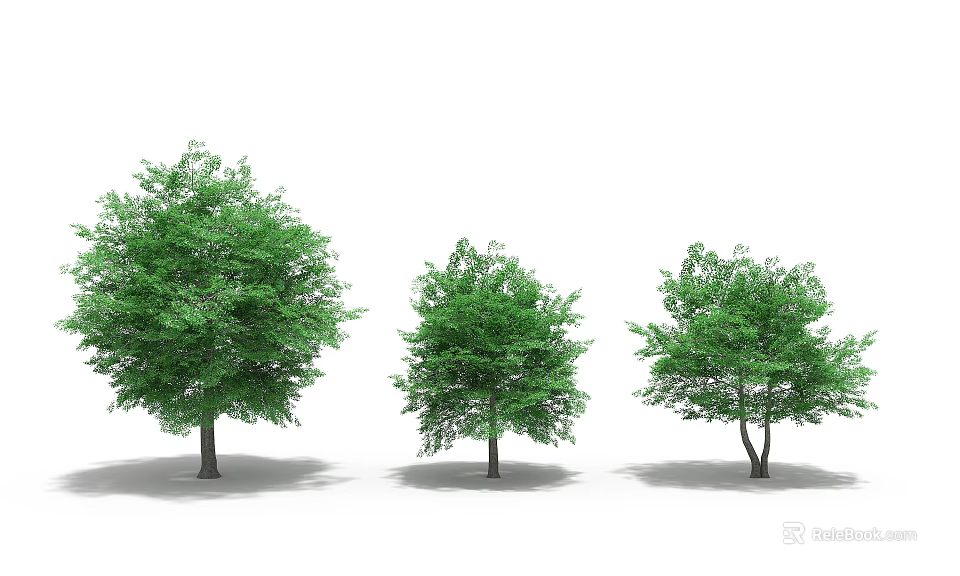 Three Green Trees With Lush Foliage And Clear Trunks On White Background 3d model
