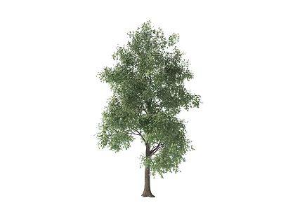 Lush Green Tree With Tall Trunk And Dense Foliage In Natural Landscape 3d model