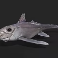 Strange Aquatic Animal With Large Eyes And Silverish Gray Body Features Unique Fins