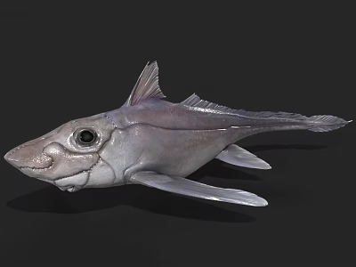 Ghost shark shark marine animal chimaerae whole head subclass animated 3d model
