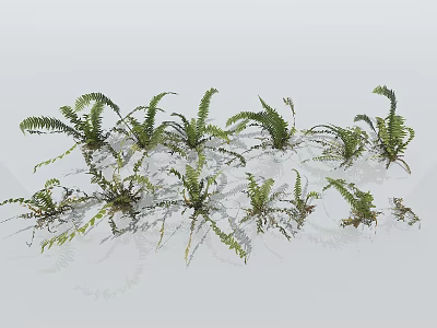 Various Green Fern Fronds Arranged In Natural Display With Different Sizes 3d model