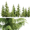 Tall Himalayan Cedar Trees In Various Views With Lush Evergreen Foliage