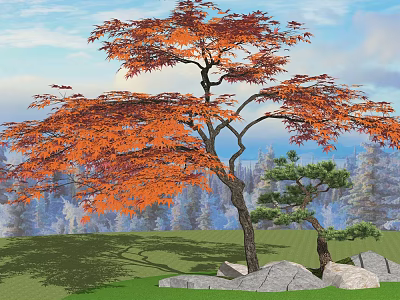Vibrant Orange Red Foliage Deciduous Tree On Grassy Ground With Rocks Pine And Forest Backdrop 3d model