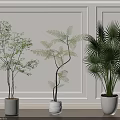 Decorative Indoor Bonsai Potted Plants Fern Palm Small Tree In White Pots Against White Walls
