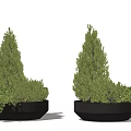 Bonsai Potted Greenery With Mixed Lush Foliage In Textured Gray Pot